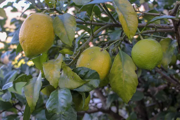 lemons in a lemon tree in Galicia, Spain during spring