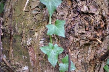 ivy climbing on rough bark of a tree close to the river