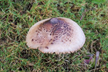 Doğanın kendi mantar şaheseri: sessiz dağ manzarasında gelişen mantarlar