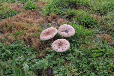 İspanya, Galiçya 'daki dağlarda bir çayırda üç mantar.