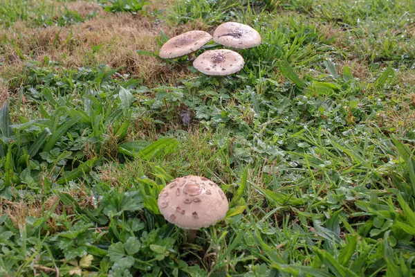 Discover the hidden beauty of mountainside mushrooms, a tranquil retreat for these wonders