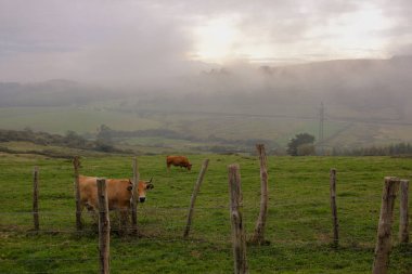 Campo oso, Galiçya, İspanya; 10 10: 2023; sonbaharın başında vahşi inekler ve atlar arasında gün batımı