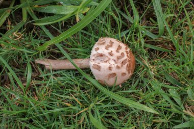 Dağlardaki bir tarlada küçük bir mantar