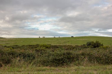Dağlardaki bir tarlada otlayan atlar.