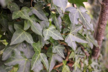 Bahçemin duvarını saran sarmaşık.