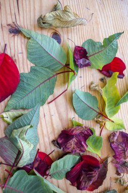 Bir kış günü, tahta bir masada yapraklar.