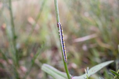 Solucan tarlada bir bitkiye tırmanıyor.