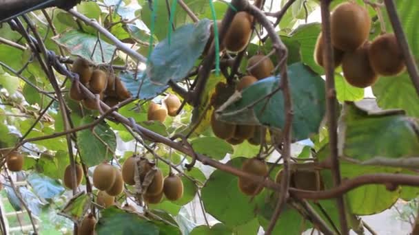 Pohon Kiwi Penuh Kiwi Galisia Spanyol — Stok Video