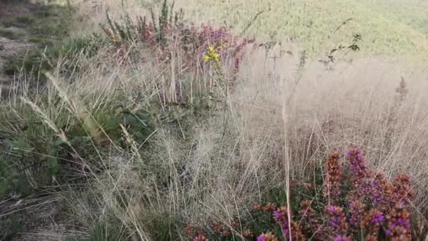 Planter Bevæger Sig Med Vinden Bjergene Løbet Foråret – Stock-video