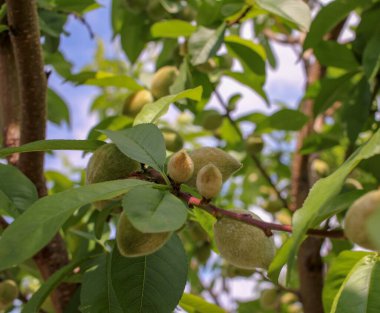İspanya, Galiçya 'daki bahçemde şeftali ağacı