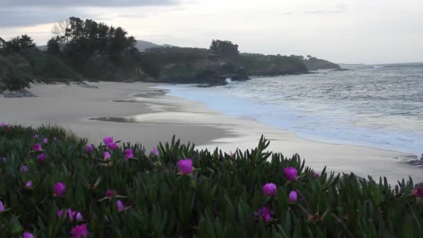西班牙坎塔布里安海岸的日落 海滩和花朵 — 图库视频影像