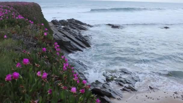 Wellen Die Der Nähe Einiger Rosa Blumen Der Kantabrischen Küste — Stockvideo