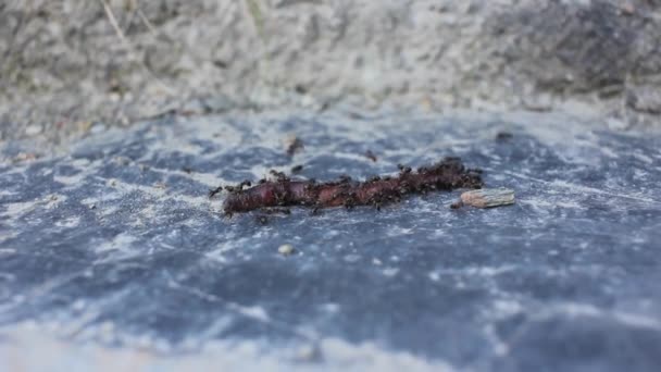 Regenworm Aangevallen Door Een Leger Mieren — Stockvideo