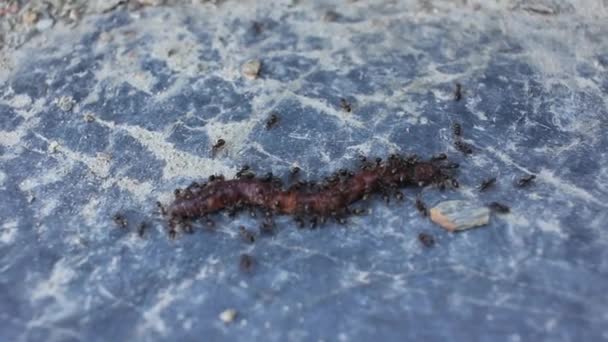 Γαιοσκώληκας Επίθεση Μυρμηγκιών — Αρχείο Βίντεο