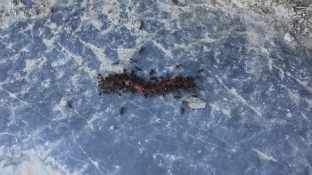 Μυρμήγκια Επιτίθενται Ένα Σκουλήκι Πάνω Πέτρα — Αρχείο Βίντεο