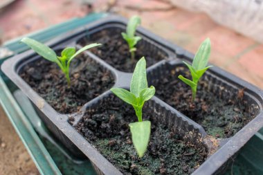 Seradaki tohumlardan ekilmiş organik biberler.