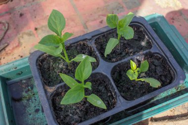 organik ve sağlıklı biberler evde hızlı büyüyor.