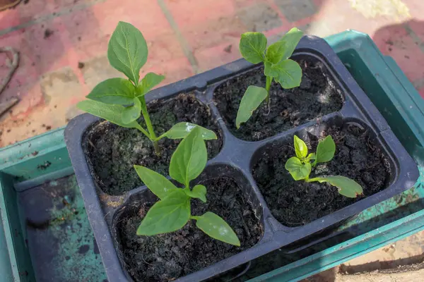 organik ve sağlıklı biberler evde hızlı büyüyor.