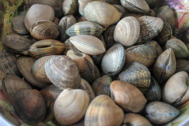 Galiçya midyeleri sosla pişirmeye hazır.