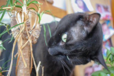 my cat having an unexpected vegan snack at home clipart