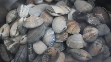 İspanya, Galiçya 'nın en iyi midyeleri.