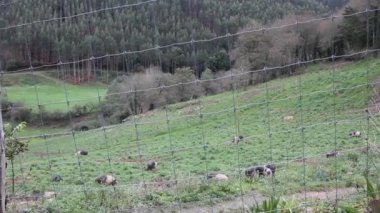 Galiçya, İspanya 'da bir tarlada Kelt domuzları