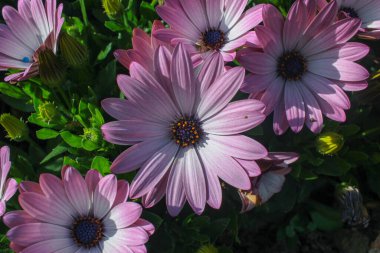 Bahçemde güzel, pembe papatyalar