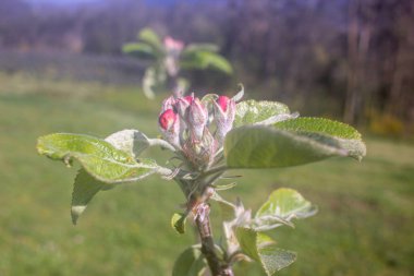 Baharın başında bahçemde çiçekler belirir.