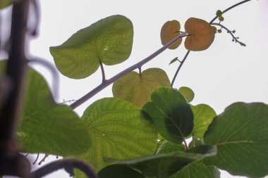 Beyaz duvarın önünde kivi yaprakları var.