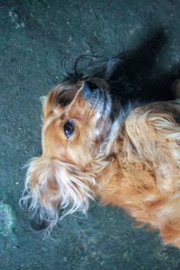 Köpeğim hep benimle oynamak ister.