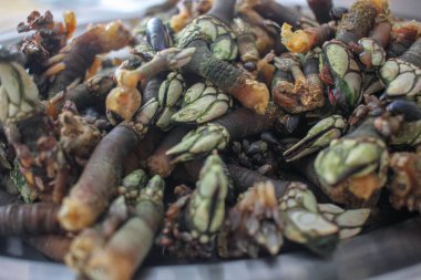 İspanya, Galiçya 'dan nefis midyeler yemeye hazır.