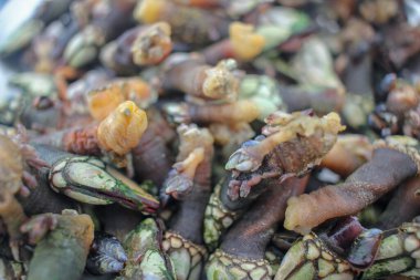 Bu lezzetli Galiçya midyeleri denizin kokusuna sahipler.