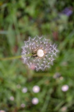 Orman çiçekleri mevsimin gelişinin habercisidir.