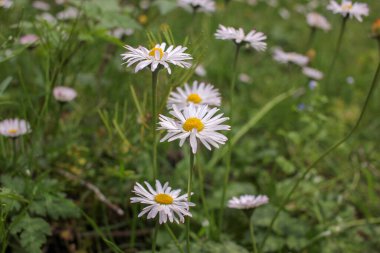İlkbaharda ormandaki mütevazı çiçekler