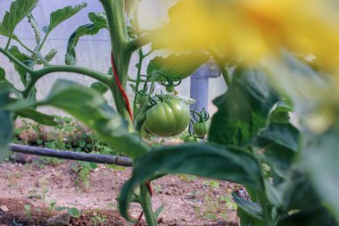 Lezzetli yeşil domates vejetaryenler için iyi bir yemektir.
