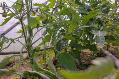 Seradaki organik domates bitkileri