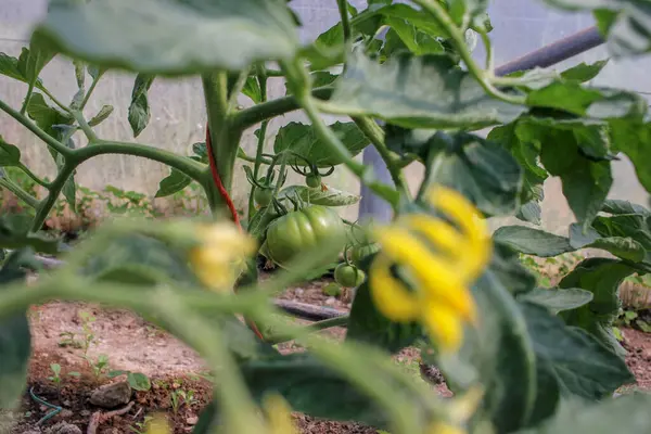 İspanya, Galiçya 'da bir serada lezzetli yeşil domates.