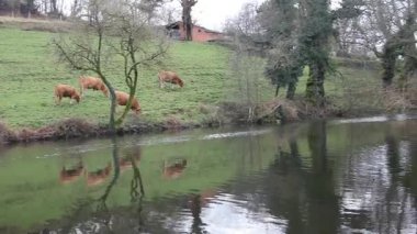 İspanya, Vilalba 'da bir nehrin kenarında otlayan inekler.