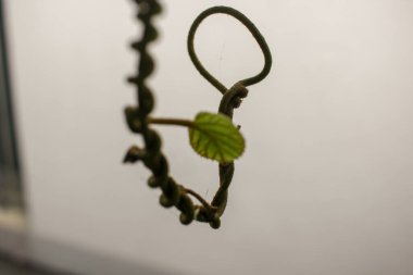 Beyaz bir duvara karşı kivi ağacının tuhaf bir biçimi.