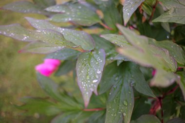 Bahçemde yağmurlu bir gün Güzel çiçeklerin yapraklarıyla