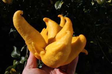 Elimde bir limon ender bulunur.