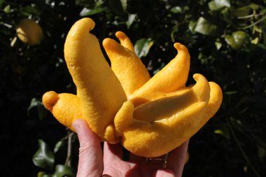 Elimde nadir bulunan bir limon tutuyorum.