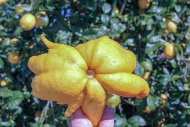 Elimde limon ağacının yanında nadir bulunan bir limon.
