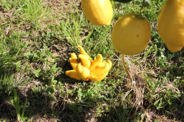 Limon ağacının yanında nadir bulunan bir limon.