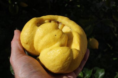 Elimde nadir bulunan bir limon tutuyorum.