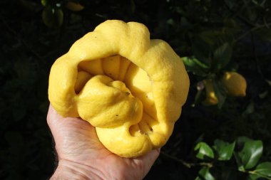 Sol elimde nadir bulunan bir limon ağacı tutuyorum.