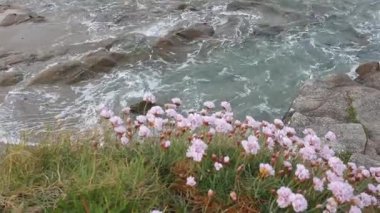San Cibrao 'nun Cantabrian sahillerinde çiçekler