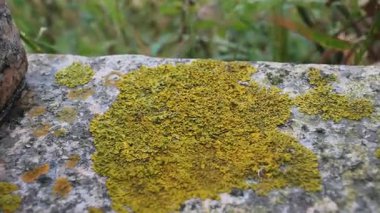 Yalnız karınca denizin önünde rüzgarlı bir günde yürüyor.