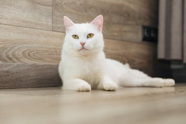 ahşap yerde yatarken beyaz kedi