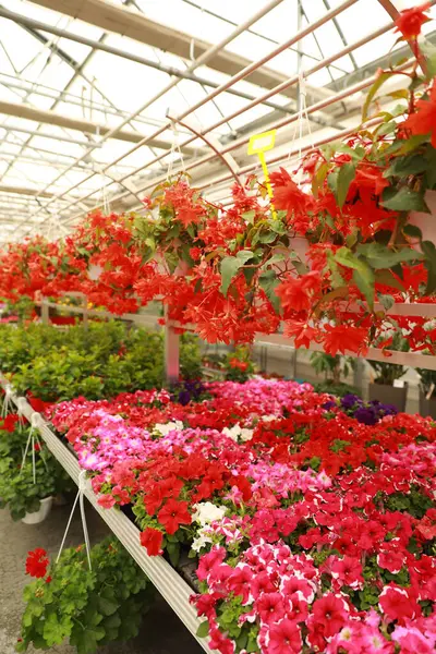 Kleurrijke Bloemen Tuin Stockfoto
